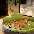 Taller & Thicker Comfortable Dog Bed