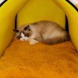 Checkered Fully Enclosed Cat Bed