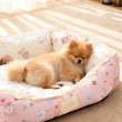 Lace Trimmed Fleece Lined Pet Bed