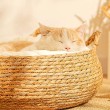 All Season Rattan Cat Bed