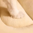 Thickened Semi Enclosed Cat Bed